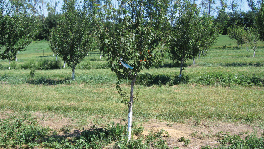 Tips To Keep Your Stone Fruit Orchard Clean