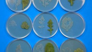 New Study Shows Pre-Cut Salad Fosters Growth Of Salmonella