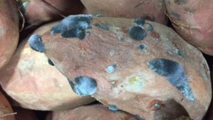 Stave Off Sweet Potato Disease