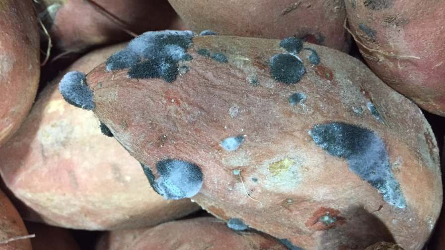 Stave Off Sweet Potato Disease