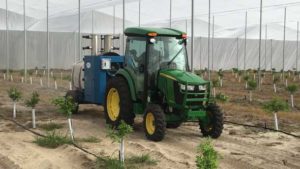 Encourage New Citrus Growth by Getting Back to Basics