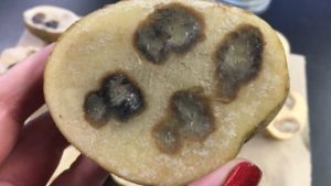 Two Tips to Improve Your Potato Seed Stock