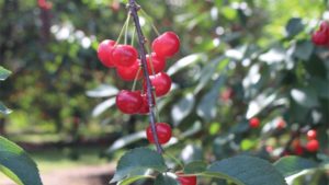 Cherry Central Cooperative Selects New Leader