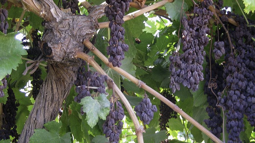 Study Investigates Savings From Naturally Drying Raisin Grapes