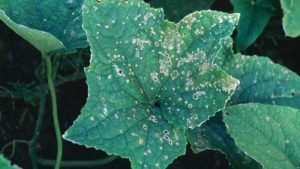 Stay Alert to Anthracnose of Cucurbits
