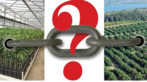 Finding Weak Links Key to Saving Florida Citrus