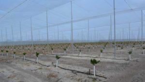 How to Get the Most out of Growing Citrus Under Protective Screen