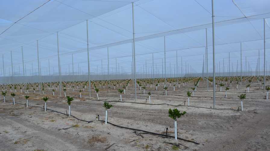 Scientists on Inside Track to Shut Out Citrus Greening