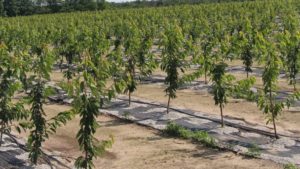 Managing Risks And Reward Of Going High Density In Michigan