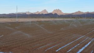 CDC: Canal Water Started the Yuma-linked E. coli Outbreak