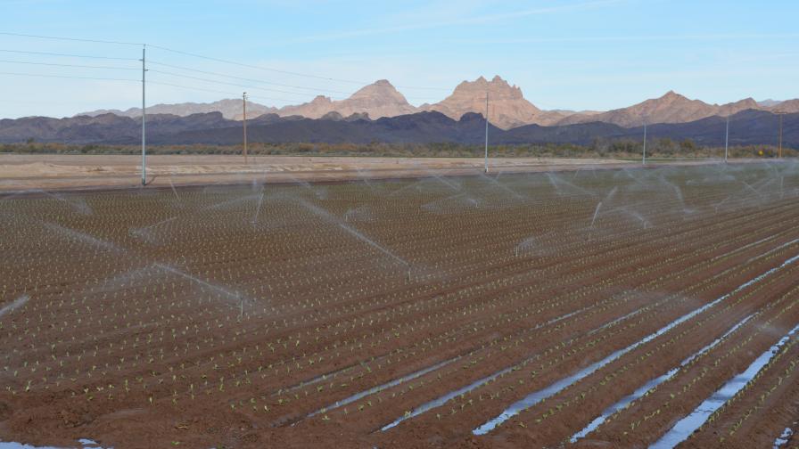 CDC: Canal Water Started the Yuma-linked E. coli Outbreak