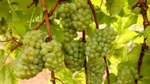 University of Arkansas Debuts New Winegrape Varieties