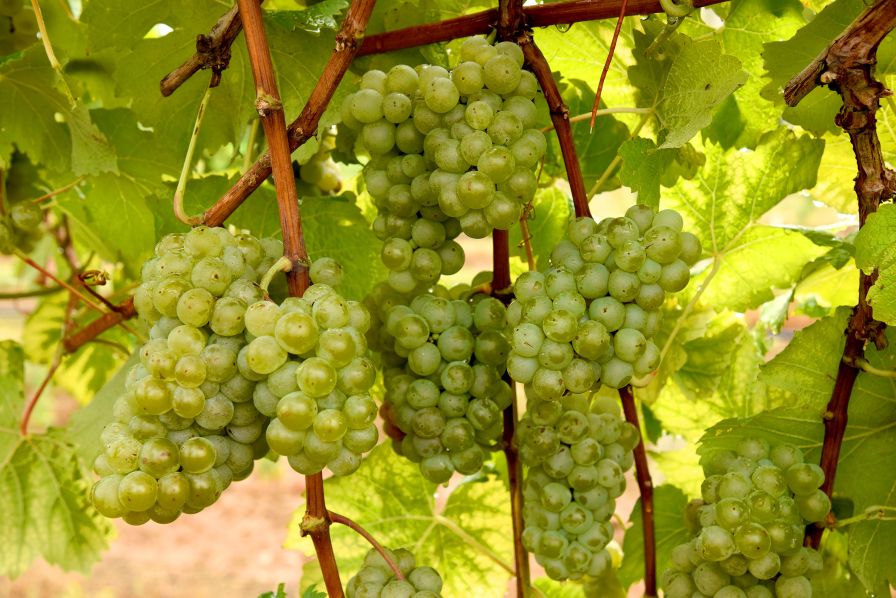 University of Arkansas Debuts New Winegrape Varieties