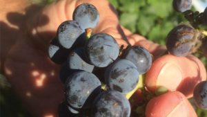 You Need To Have Flexibility In Your Vineyard