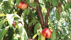 State of the Industry: Stone Fruit Growers are Optimistic
