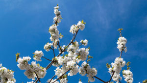 Are Drones the Future of Pollination?