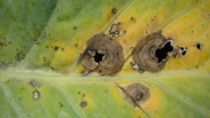 Defend Your Cole Crops from Three Critical Diseases