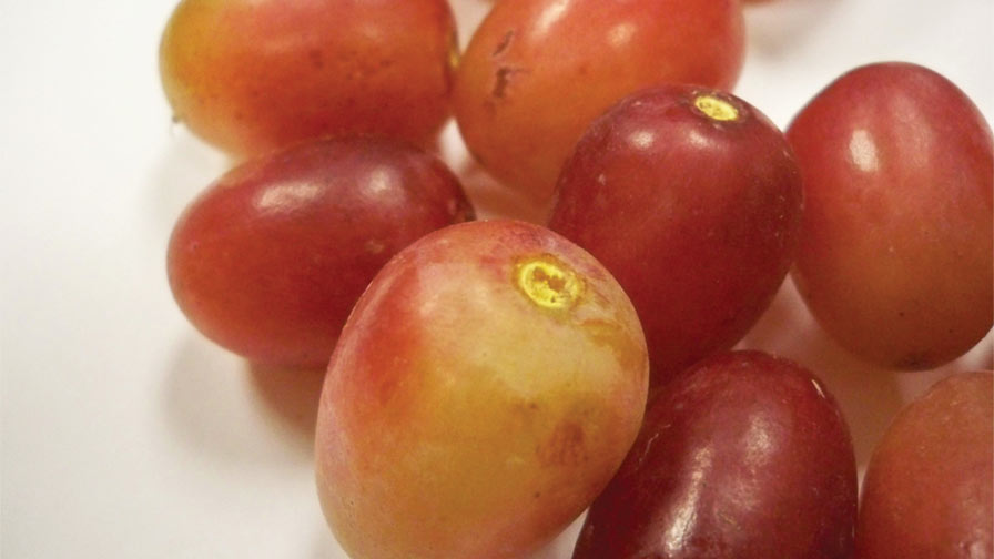 There are Many Factors Affecting Table Grapes