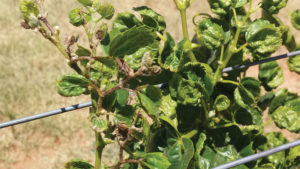 Dicamba Gets New Life and Improved Label