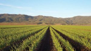 California Garlic Grower to Raise Minimum Wage 30% by Next Year