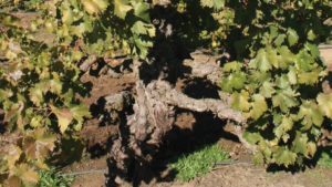 Vine Enthusiasts Preserve Historic Vineyards
