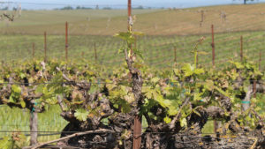 Meet Wendy Brannen, New Executive Director of the Lodi Winegrape Commission