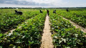 How Politics Will Impact Vegetable Growers and Labor in 2017