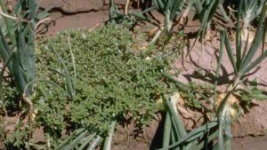 Common Purslane Needs Diligence to Conquer in Vegetable Crops