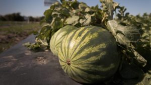 The State of Melons in the U.S. [Infographic]