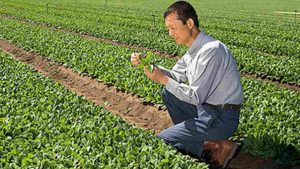 Researchers Identify 8 Spinach Varieties With Additional Health Benefit