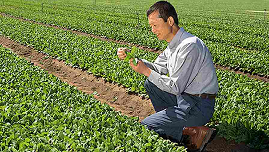 Researchers Identify 8 Spinach Varieties With Additional Health Benefit