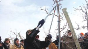 Tips to Prune Smarter, Not Harder in Your Orchard