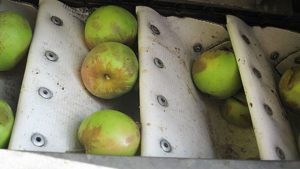 Washington State University Researchers Develop Hard Cider Apple Storage, Harvesting Recommendations