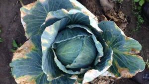 Take Care to Defend Cruciferous Crops From Black Rot