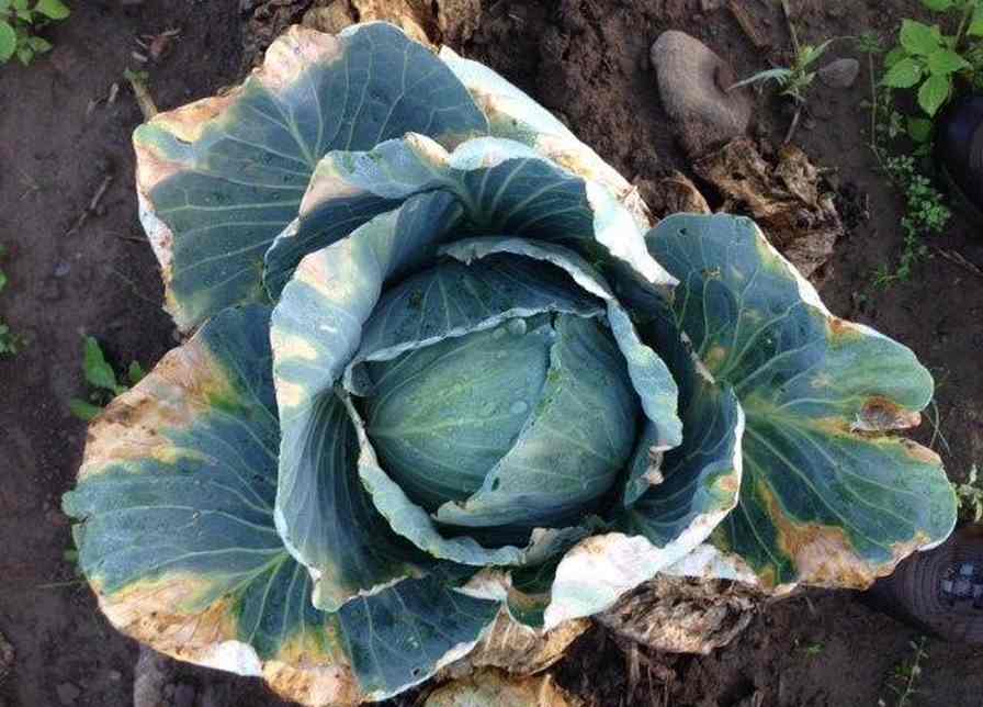 Take Care to Defend Cruciferous Crops From Black Rot