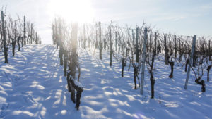 New York Grape Conference to Focus on Invasive Pests, Vine Management