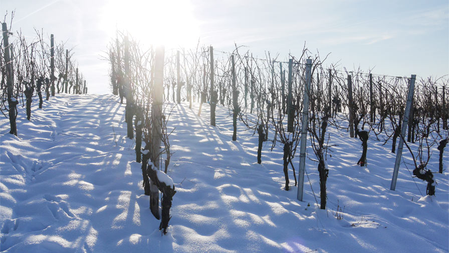New York Grape Conference to Focus on Invasive Pests, Vine Management