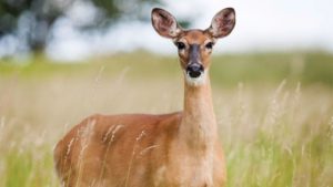 How to Assess and Manage Wildlife Intrusion Risk on Your Farm