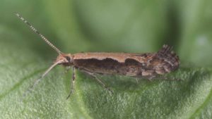 3 Ways to Save Your Vegetable Crops From Diamondback Moths