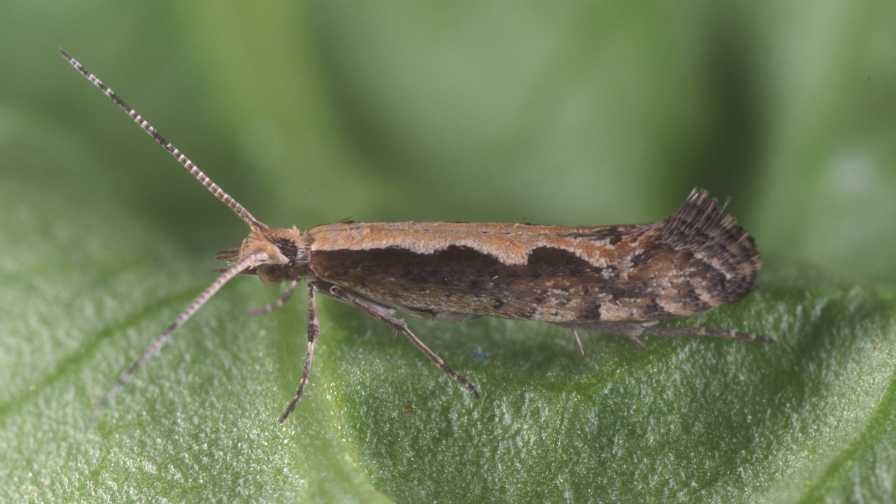 Close-up of mature diamondback moth