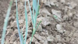 Labor, Efficiency, and the Future of Weed Control