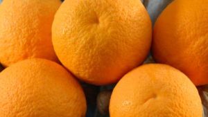 5 Florida Citrus Nursery Trends Worth Watching
