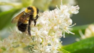 USDA Invests $6.8 Million for Pollinator Health