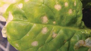 Don’t Let Stemphylium Leaf Spot Stump Your Spinach Crop