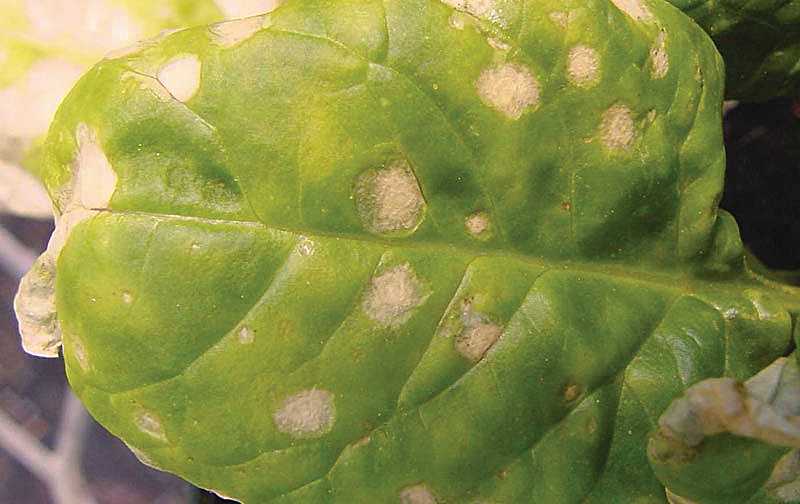 Don’t Let Stemphylium Leaf Spot Stump Your Spinach Crop