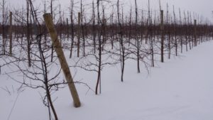 What Will Winter 2024-2025 Look Like? Farmers’ Almanac Places Its Bets