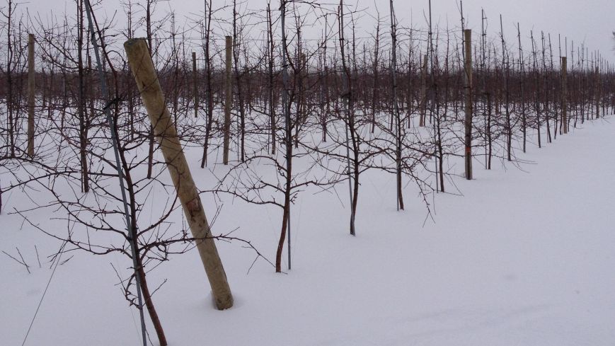 What Will Winter 2024-2025 Look Like? Farmers’ Almanac Places Its Bets