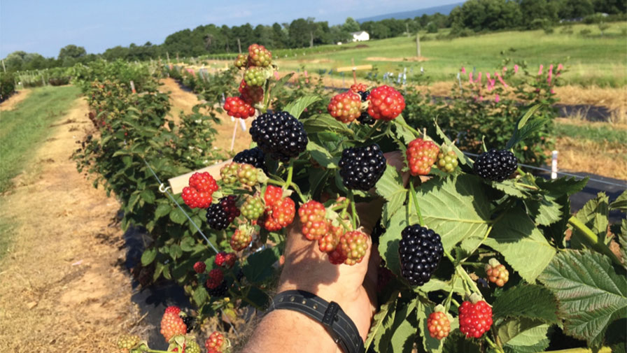 Scientists Track Down Important Primocane Fruiting Trait in Blackberries