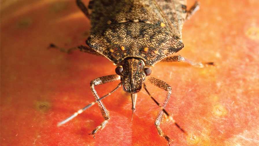 Climate Models Show Brown Marmorated Stink Bug’s Growing Range of Destruction