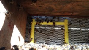 New Product Helps Bees Brush Off Mites